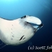ray_manta_s_gll_h_0031_kom0879.jpg